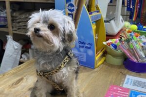 Cuatro Patas Pet Shop