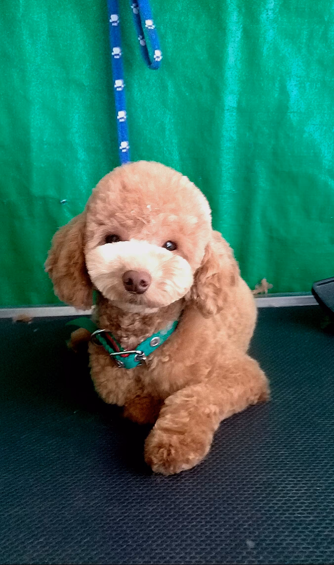 Cuketos Balanceados Forrajes