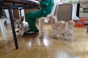 Cumelén veterinaria