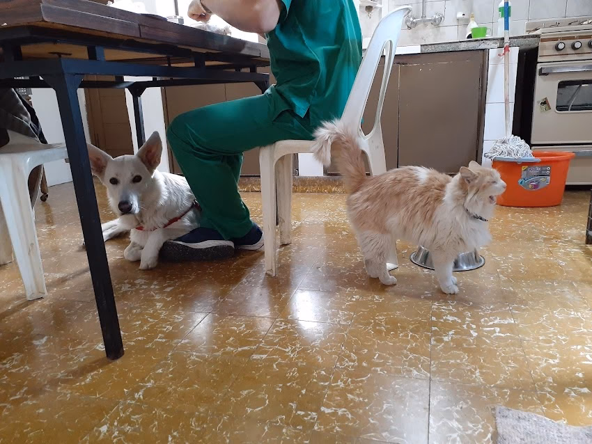 Cumelén veterinaria