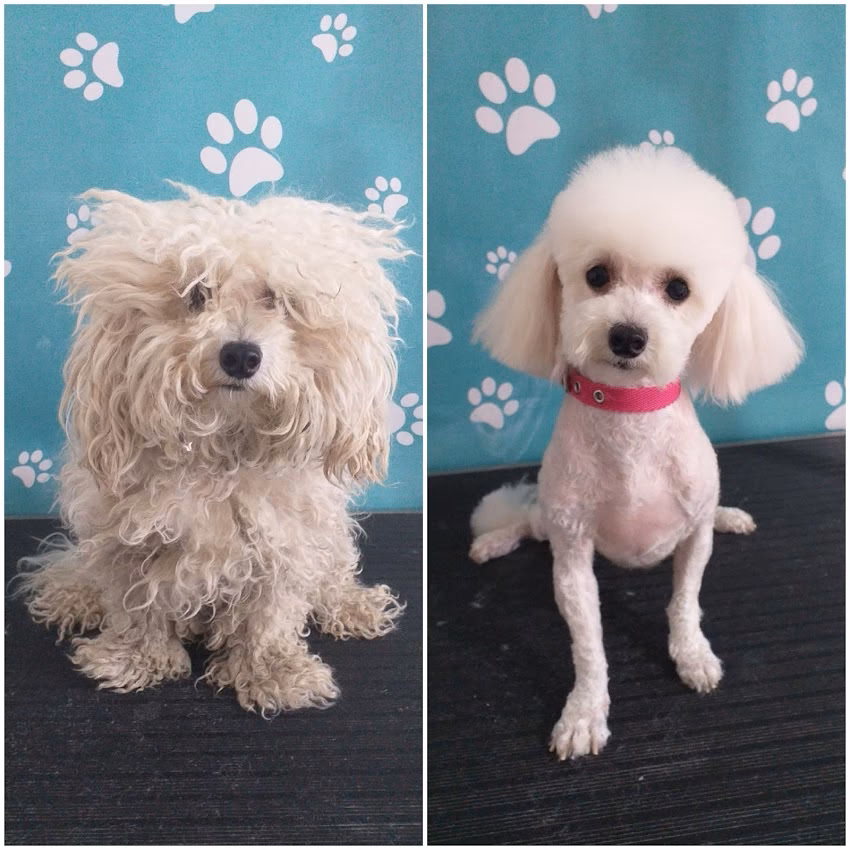 Cuquitos Peluquería Canina y Petshop