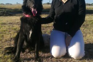 DPelos Veterinaria PetShop Peluqueria canina