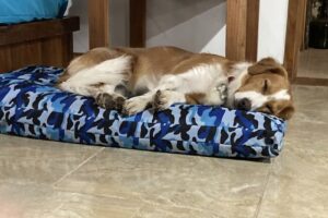 Dame La Pata Pet shop y Peluqueria