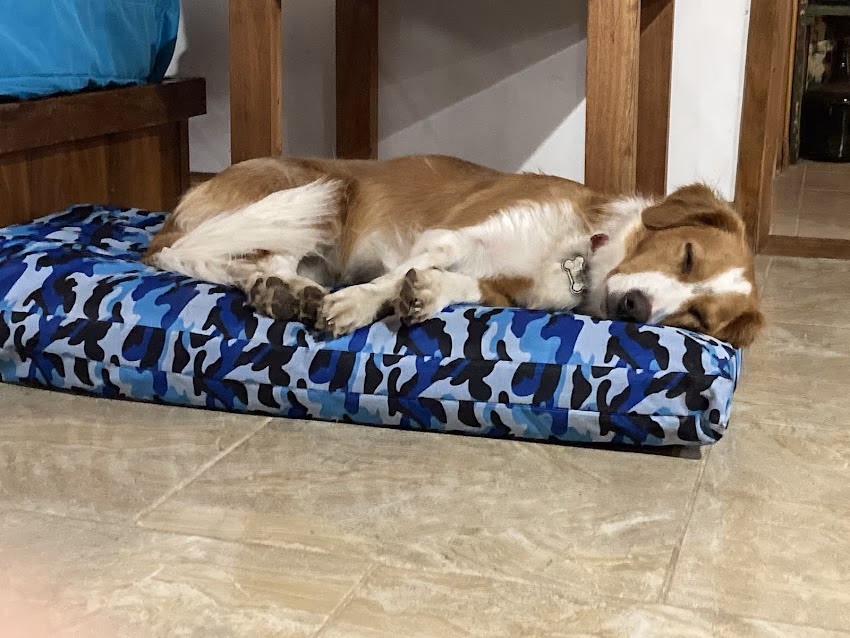 Dame La Pata Pet shop y Peluqueria