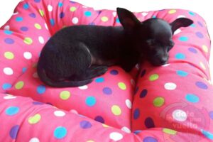 Date una Vuelta Pet Shop Online