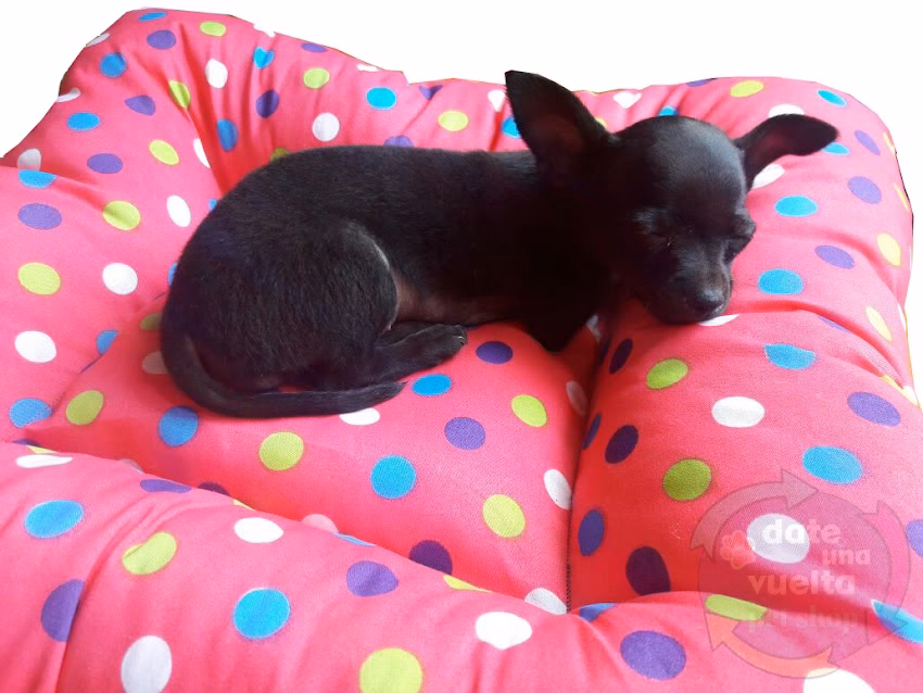 Date una Vuelta Pet Shop Online