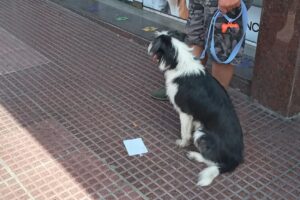 Dcm Pet Shop veterinaria y peluquería