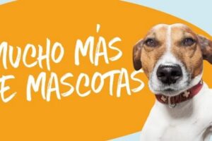 De Perros Y Gatos Petshop Junin cerro