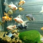 Deja Huella Pet Shop