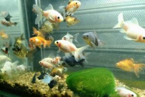 Deja Huella Pet Shop