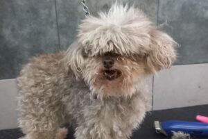 Dejando Huellas Pet Salon