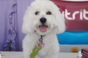 Deleite Animal Tienda de Mascotas Forrajeria