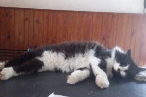 Delivery Pet Food Rafaela