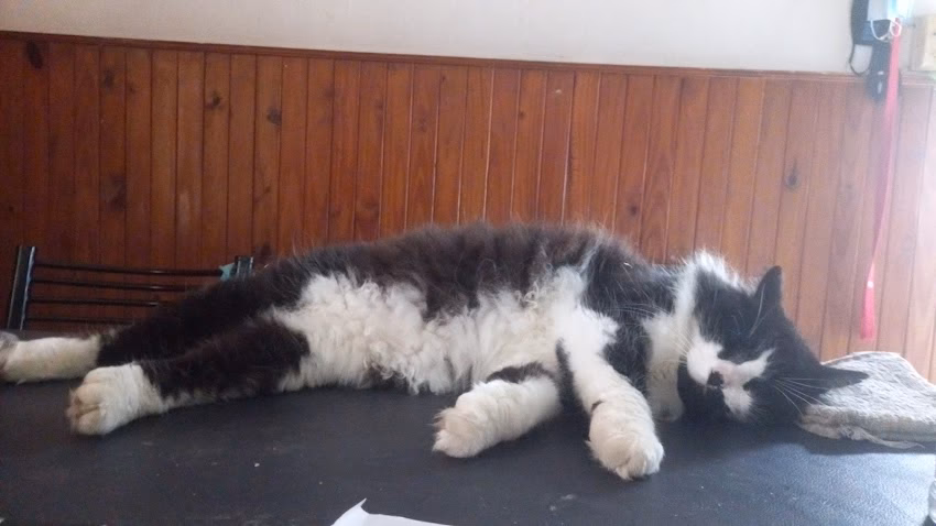 Delivery Pet Food Rafaela