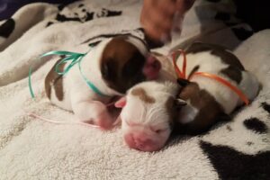 Di Razza Bulldog Francés