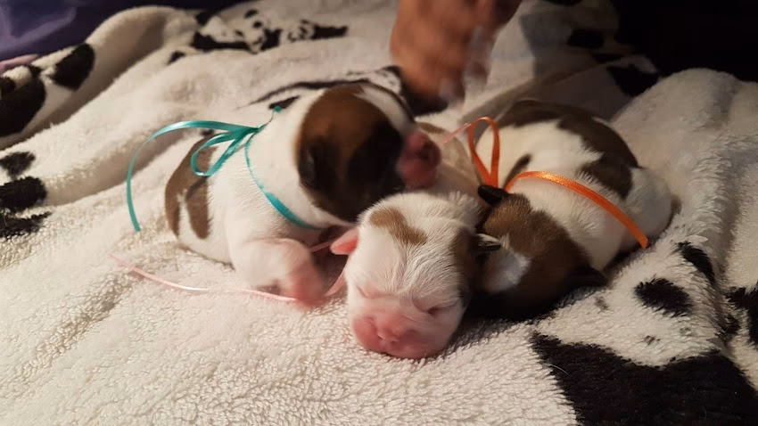 Di Razza Bulldog Francés