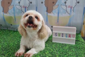 Dia de mascotas Estetica canina y pet shop