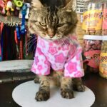 Distribuidora Bichitos