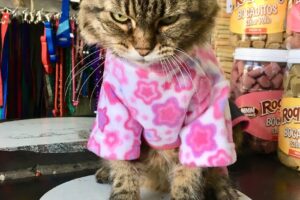 Distribuidora Bichitos