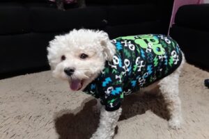 Distribuidora PeGa Srl