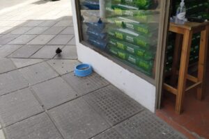 Distribuidora San Francisco La Esquina Del Balanceado