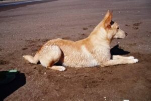 Dog Selection Forraje El Nacional