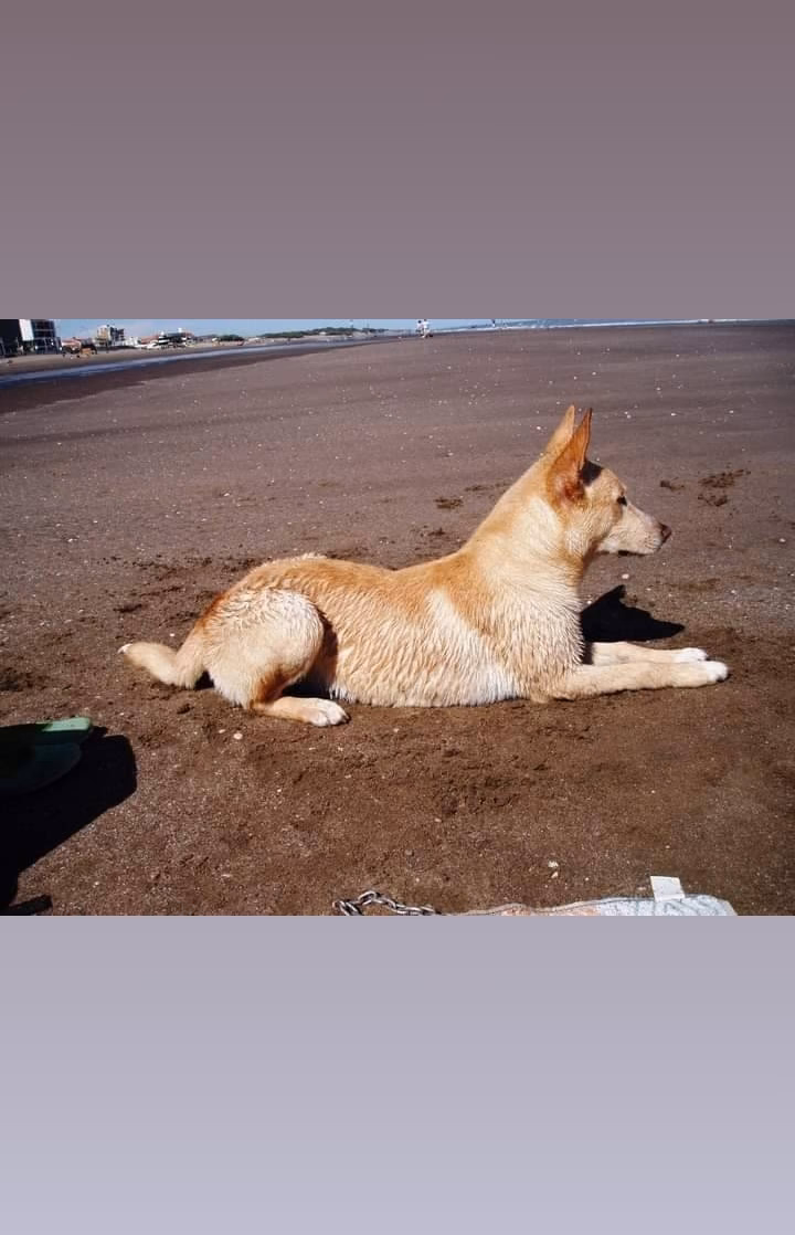 Dog Selection Forraje El Nacional