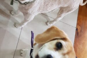 Dog Wash Peluqueria Canina Pets Shop