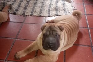 Dot de Rides Criadero de Shar Pei y Shih Tzu