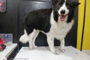 Drac Petshop y Peluquería Canina