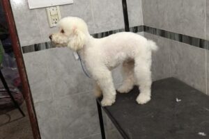 Educan Pet Shop Peluqueria Canina