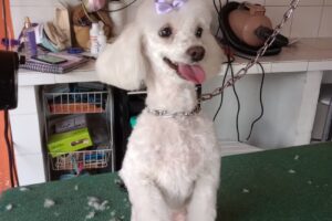 El Arca de Noe Peluquería Canina y Pet Shop