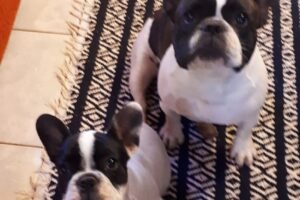 El Bagual Nutrición Animal