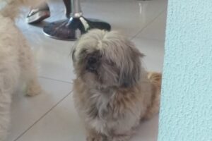 El buffet de las mascotas