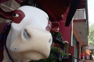 El Campesino Agropecuaria