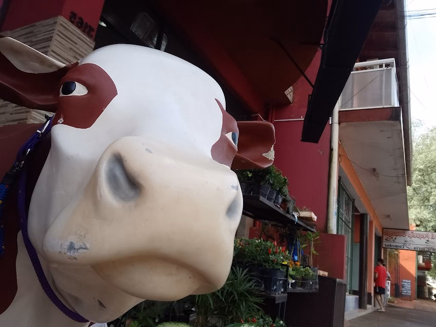 El Campesino Agropecuaria