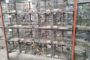 El Cimarron Plantas y Aves