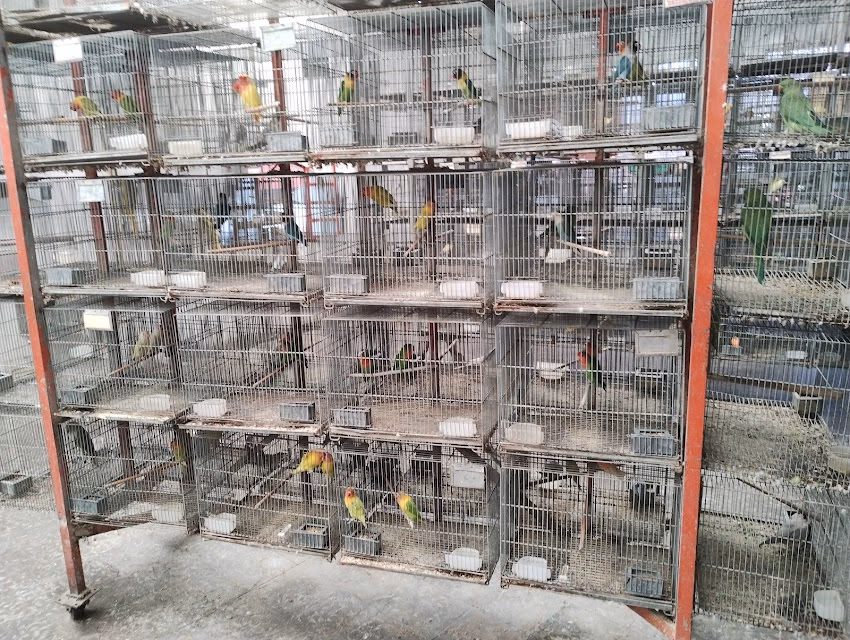 El Cimarron Plantas y Aves