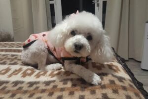 El Elegido Tienda para mascotas