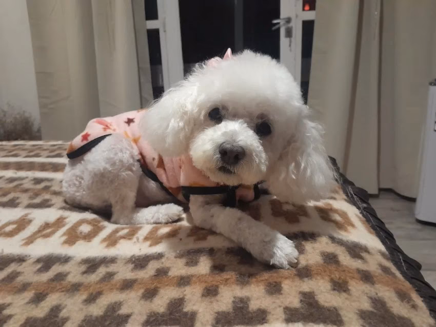 El Elegido Tienda para mascotas