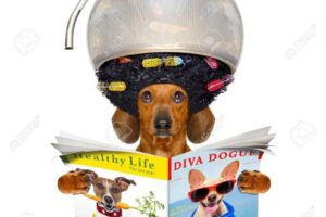 El Gato Gordo Petshop