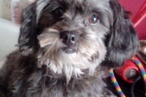 El Gato Sonriente Petshop Peluqueria