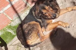 El Gran Pastor Pet Shop