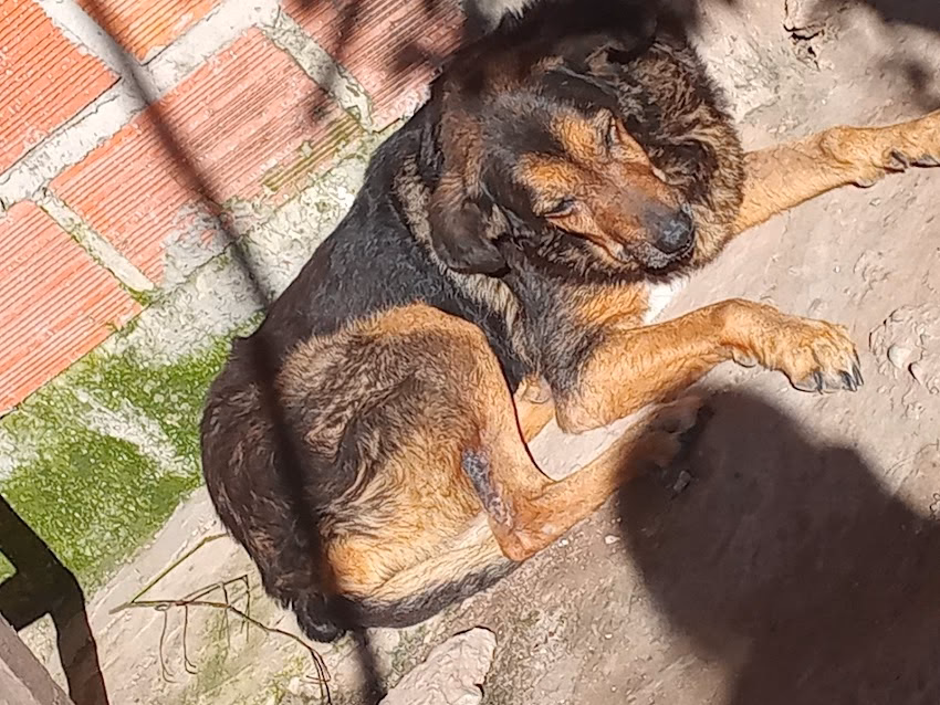 El Gran Pastor Pet Shop