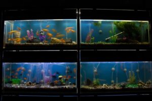 El Jaguar Veterinaria y Acuario