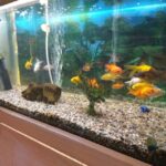 El Mundo de Las Mascotas