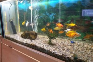 El Mundo de Las Mascotas