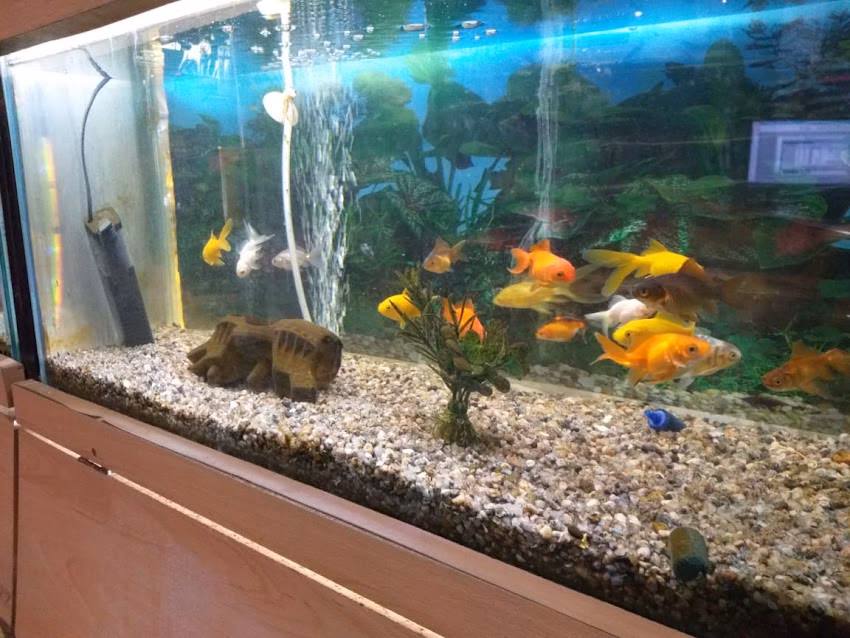 El Mundo de Las Mascotas