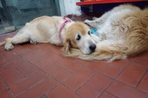 El Mundo De Las Mascotas Vethouse