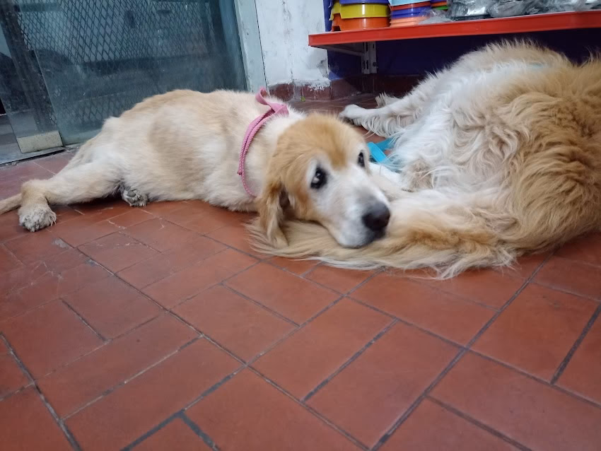 El Mundo De Las Mascotas Vethouse